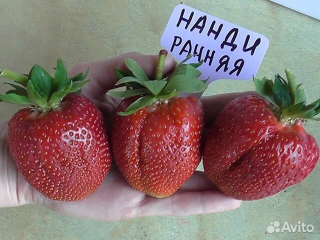 Укорененная клубника