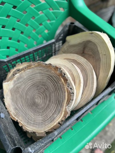 Спилы дерева