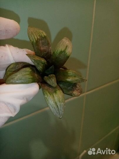 Суккуленты микс