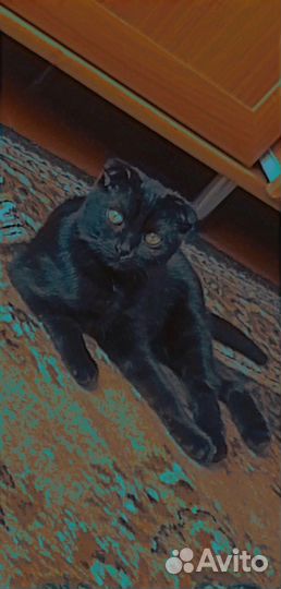 Кошка вислоухая