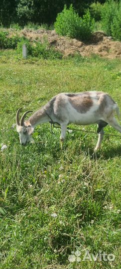 Продаются козы