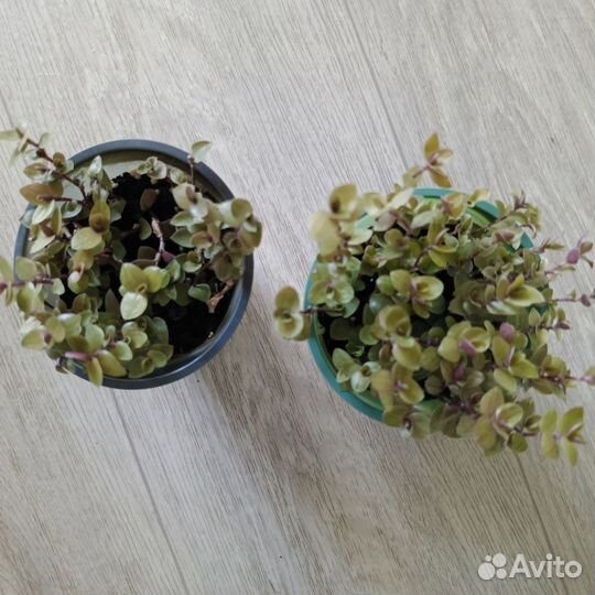 Спатифиллум