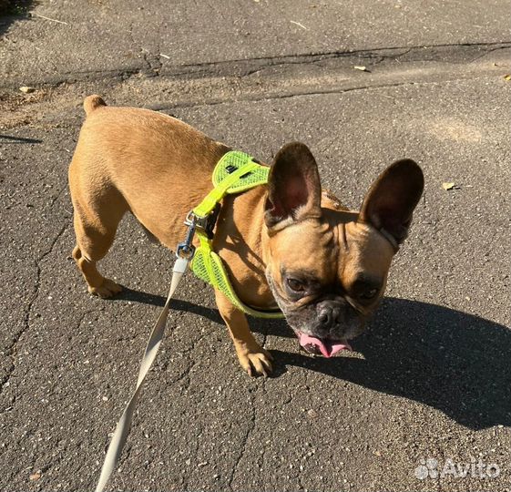 Французский бульдог Любимец