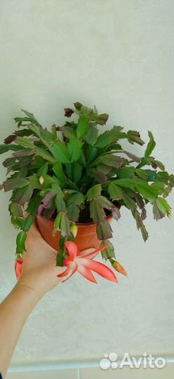 Декабрист шлюмбергера