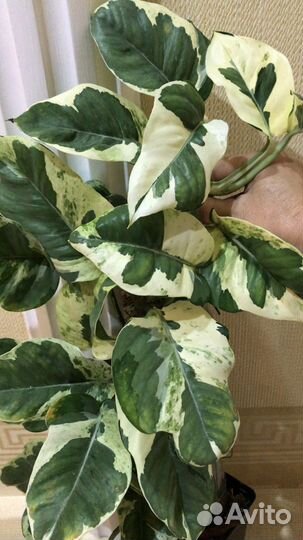 Эпипремнум White var Big Leaves