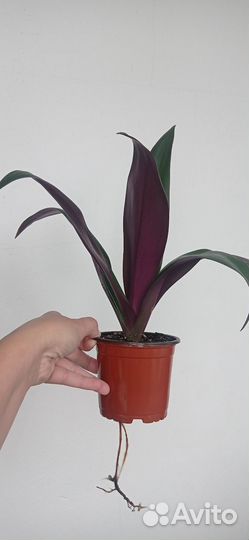 Традесканция Рео фиолетовая в горшке 0.3 л