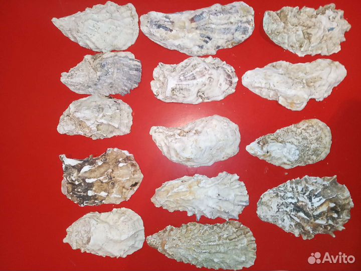 Ракушки устриц