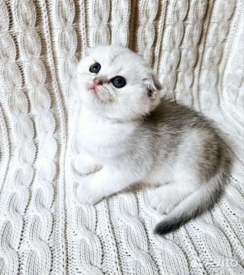 Вислоухие серебристые шиншиллы мальчики и девочки