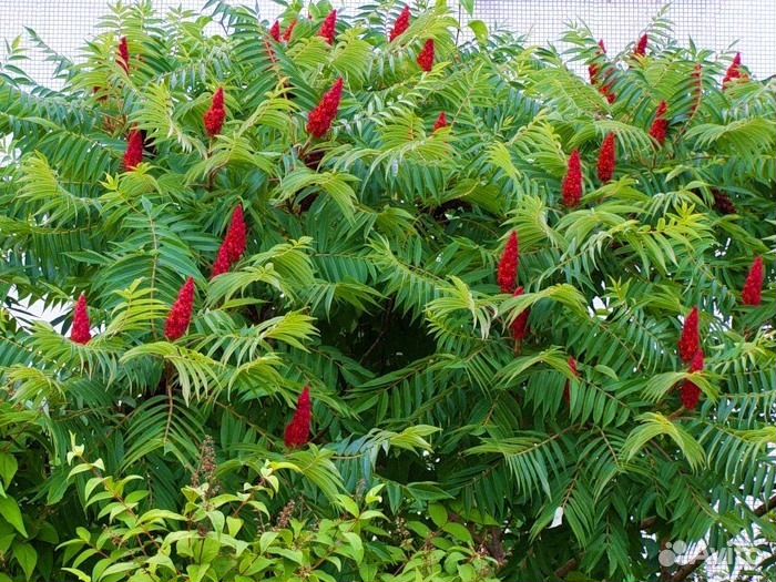 Сумах уксусное дерево