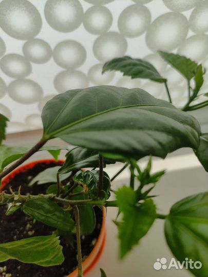 Гибискус китайская роза