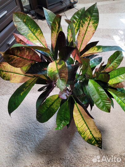 Кротон миссис айстон