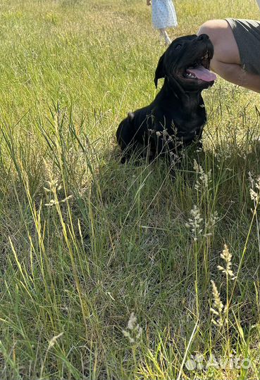 Щенки Стаффордширский бультерьер