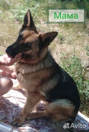 Щенки немецкой овчарки