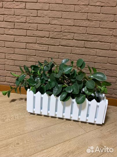 Комнатные цветы пеперомия