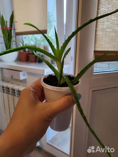 Алоэ лечебное