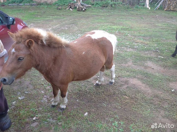 Пони. Продажа. Обмен