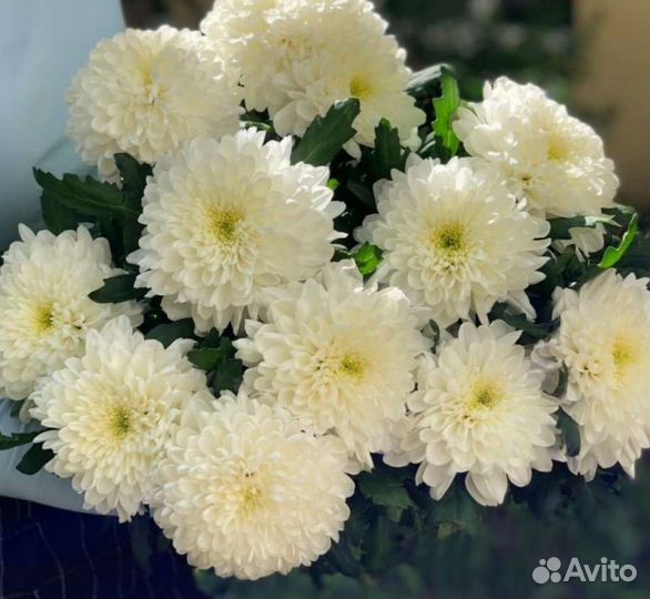 Хризантема одноголовая