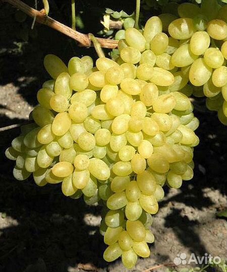 Саженцы Винограда Кишмиш Столетие доставка