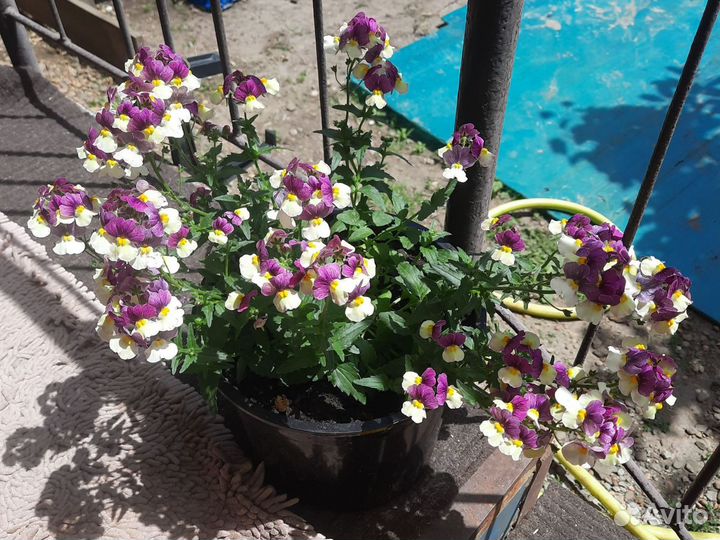 Цветы для сада Немезия вегетативная