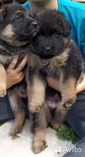 Щенки немецкой овчарки