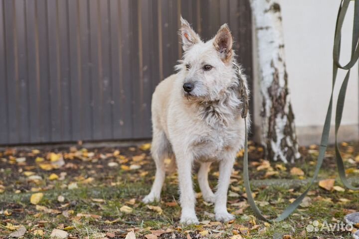 В добрые руки пес Брит