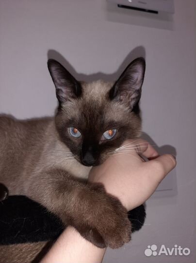 Отдам кота в добрые руки