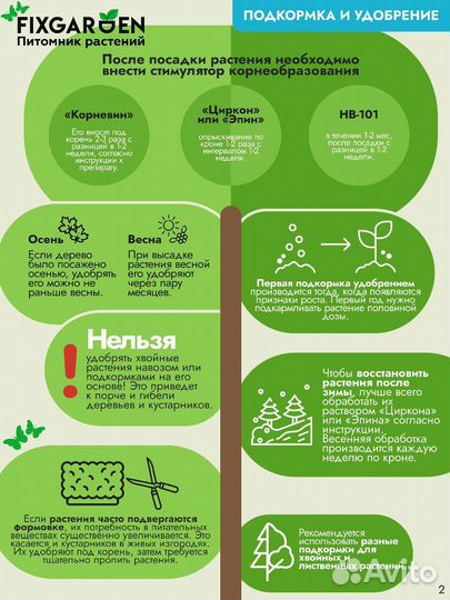 Жимолость каприфоль Высота от 25см