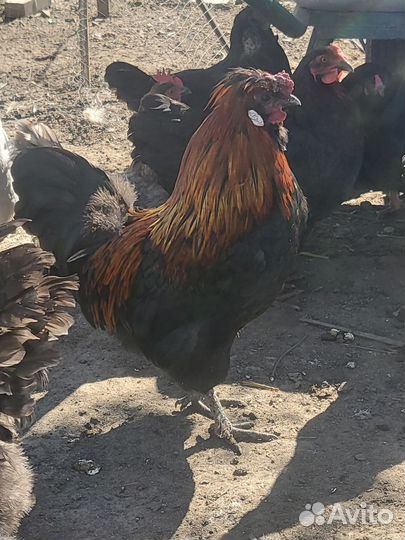 Петушки