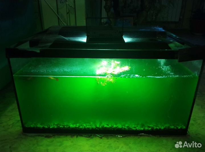 Аквариум с рыбками