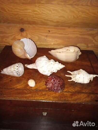 Коллекционирование ракушек
