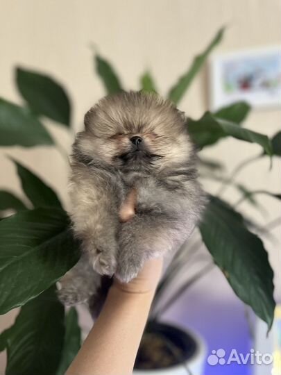 Померанский шпиц