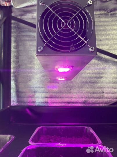 Фитолампа для растений