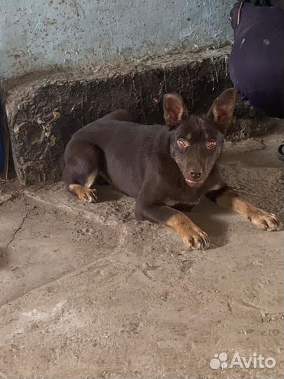 Сабака келпи