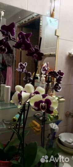 Орхидея фаленопсис