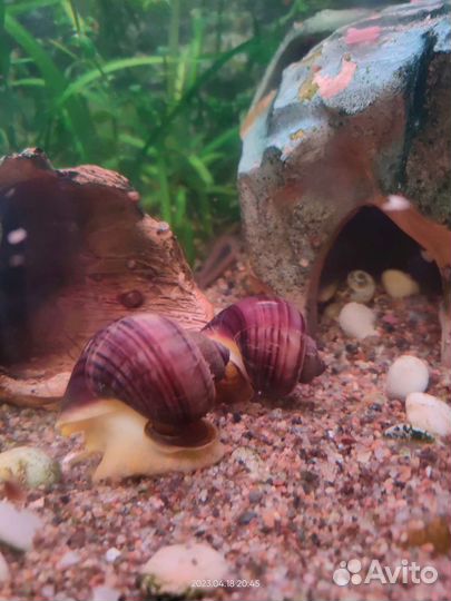 Улитки ампулярии