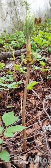 Каштан конский обыкновенный