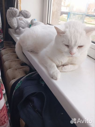 Кот в добрые руки