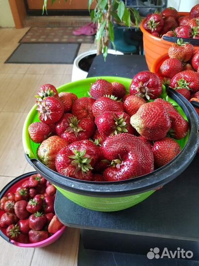 Саженцы клубники. Сорт чамора туруси