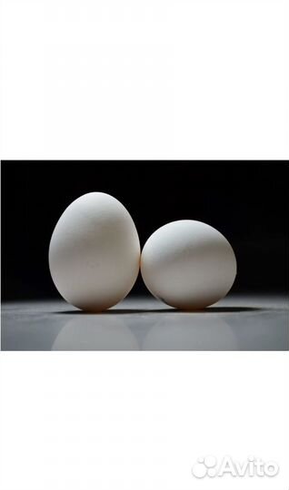 Инкубационное яйцо бройлера росс 308