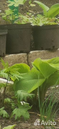 Хоста гиганская