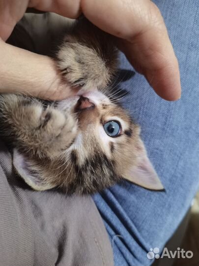 Котята в дар