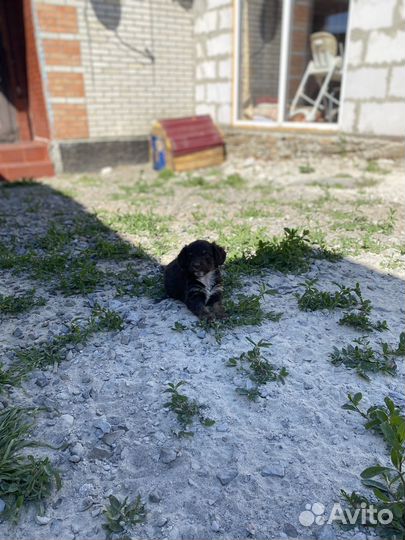 Щенки Кокер спаниеля