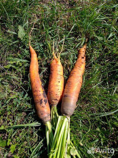 Морковь, Перец болгарский, горький струч