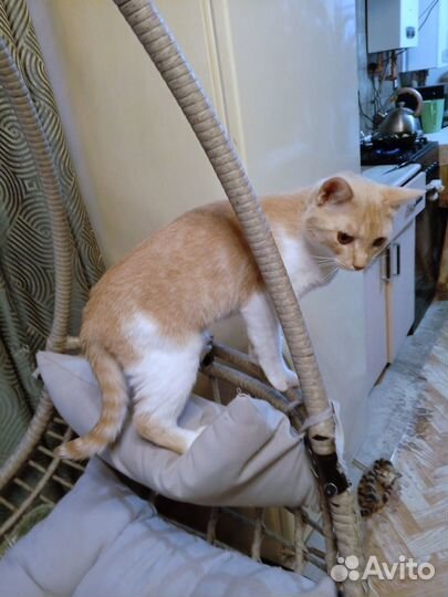 Отдам кота в добрые руки