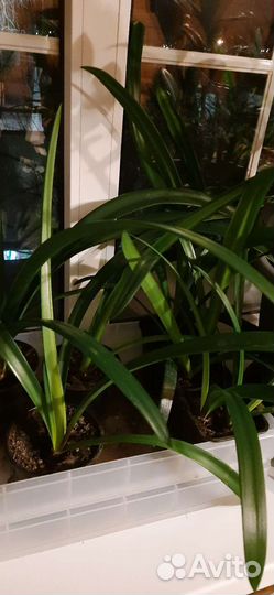 Гиппеаструм/Амариллис/Комнатные растения/Лилия