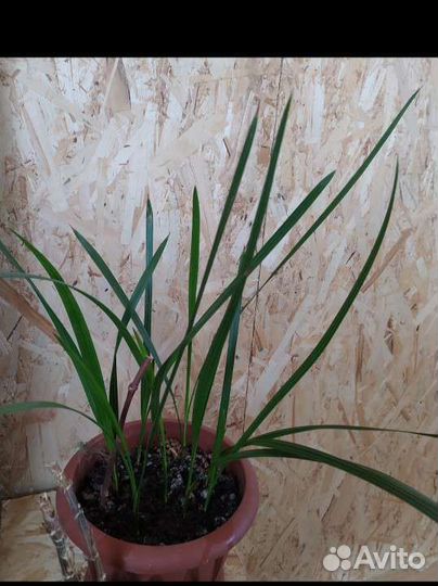 Финиковая пальма