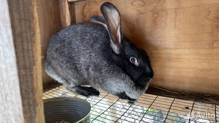 Кролики полтавское серебро