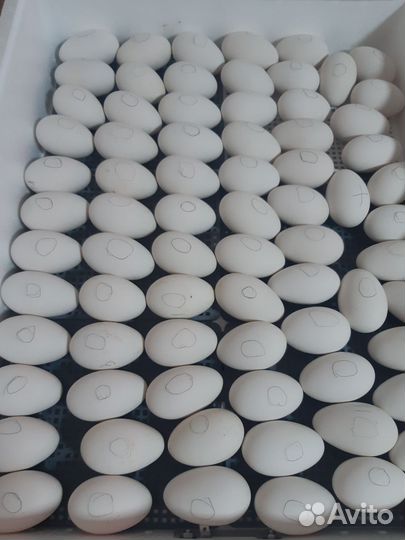 Яйцо икубационное гусиное