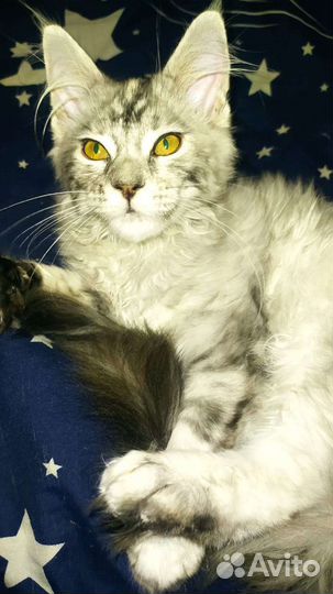Котята Мейн-кунята
