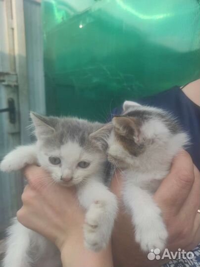 Котята ищут добрые руки